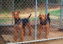 Buddy & Shasta